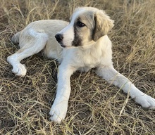SAKURA, Hund, Mischlingshund in Griechenland - Bild 13