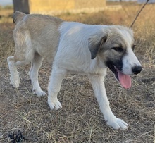 SAKURA, Hund, Mischlingshund in Griechenland - Bild 14