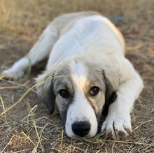 SAKURA, Hund, Mischlingshund in Griechenland - Bild 15