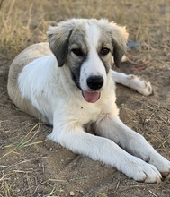 SAKURA, Hund, Mischlingshund in Griechenland - Bild 17