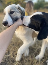 SAKURA, Hund, Mischlingshund in Griechenland - Bild 18