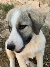SAKURA, Hund, Mischlingshund in Griechenland - Bild 19