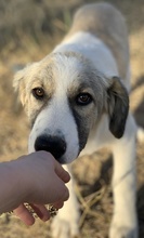 SAKURA, Hund, Mischlingshund in Griechenland - Bild 2