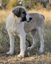 SAKURA, Hund, Mischlingshund in Griechenland - Bild 3