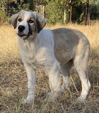 SAKURA, Hund, Mischlingshund in Griechenland - Bild 6