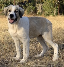 SAKURA, Hund, Mischlingshund in Griechenland - Bild 7