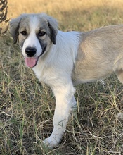 SAKURA, Hund, Mischlingshund in Griechenland - Bild 9