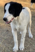 UMIA, Hund, Mischlingshund in Griechenland - Bild 11