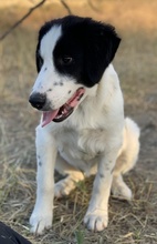 UMIA, Hund, Mischlingshund in Griechenland - Bild 15