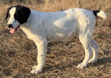 UMIA, Hund, Mischlingshund in Griechenland - Bild 16