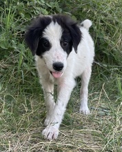UMIA, Hund, Mischlingshund in Griechenland - Bild 25