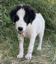 UMIA, Hund, Mischlingshund in Griechenland - Bild 26