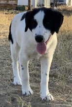 UMIA, Hund, Mischlingshund in Griechenland - Bild 3
