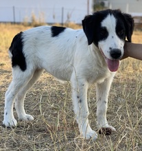 UMIA, Hund, Mischlingshund in Griechenland - Bild 6