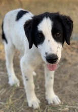 UMIA, Hund, Mischlingshund in Griechenland - Bild 7