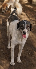 VANESSA, Hund, Mischlingshund in Griechenland - Bild 1