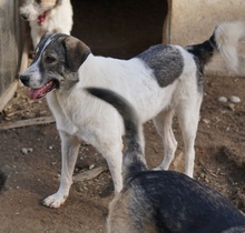 VANESSA, Hund, Mischlingshund in Griechenland - Bild 10