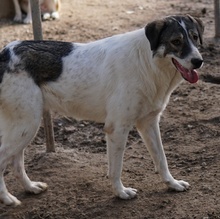 VANESSA, Hund, Mischlingshund in Griechenland - Bild 12