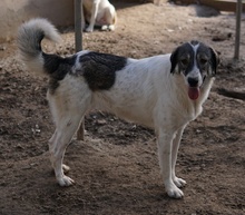 VANESSA, Hund, Mischlingshund in Griechenland - Bild 13