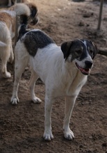 VANESSA, Hund, Mischlingshund in Griechenland - Bild 15