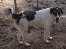 VANESSA, Hund, Mischlingshund in Griechenland - Bild 16