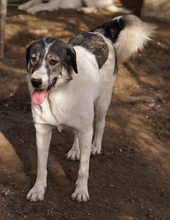 VANESSA, Hund, Mischlingshund in Griechenland - Bild 17