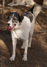 VANESSA, Hund, Mischlingshund in Griechenland - Bild 18