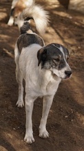VANESSA, Hund, Mischlingshund in Griechenland - Bild 19
