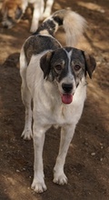 VANESSA, Hund, Mischlingshund in Griechenland - Bild 2