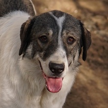 VANESSA, Hund, Mischlingshund in Griechenland - Bild 3