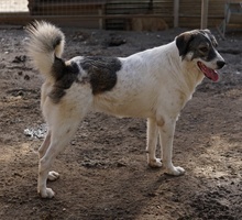VANESSA, Hund, Mischlingshund in Griechenland - Bild 4