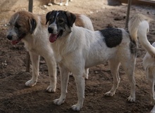 VANESSA, Hund, Mischlingshund in Griechenland - Bild 5