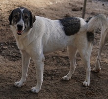 VANESSA, Hund, Mischlingshund in Griechenland - Bild 6