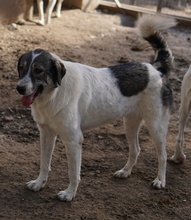 VANESSA, Hund, Mischlingshund in Griechenland - Bild 7