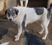 VANESSA, Hund, Mischlingshund in Griechenland - Bild 8