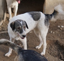 VANESSA, Hund, Mischlingshund in Griechenland - Bild 9