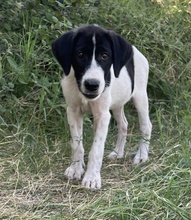 ZELINA, Hund, Mischlingshund in Griechenland - Bild 18