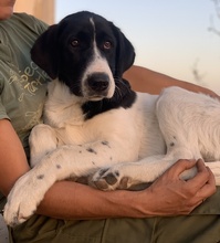 ZELINA, Hund, Mischlingshund in Griechenland - Bild 5