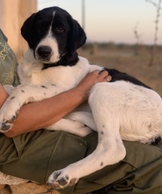 ZELINA, Hund, Mischlingshund in Griechenland - Bild 9