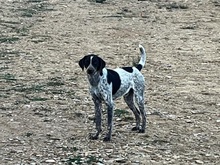 ARES, Hund, Mischlingshund in Italien - Bild 1