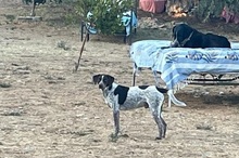 ARES, Hund, Mischlingshund in Italien - Bild 4