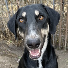 VENIA, Hund, Mischlingshund in Griechenland - Bild 1