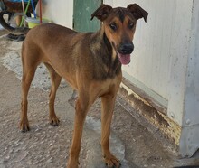 MUCHACHA, Hund, Mischlingshund in Spanien - Bild 1