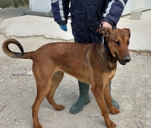 MUCHACHA, Hund, Mischlingshund in Spanien - Bild 10