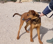 MUCHACHA, Hund, Mischlingshund in Spanien - Bild 13