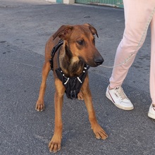 MUCHACHA, Hund, Mischlingshund in Spanien - Bild 14