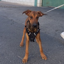 MUCHACHA, Hund, Mischlingshund in Spanien - Bild 15