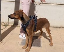 MUCHACHA, Hund, Mischlingshund in Spanien - Bild 16