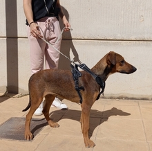 MUCHACHA, Hund, Mischlingshund in Spanien - Bild 17