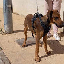 MUCHACHA, Hund, Mischlingshund in Spanien - Bild 18